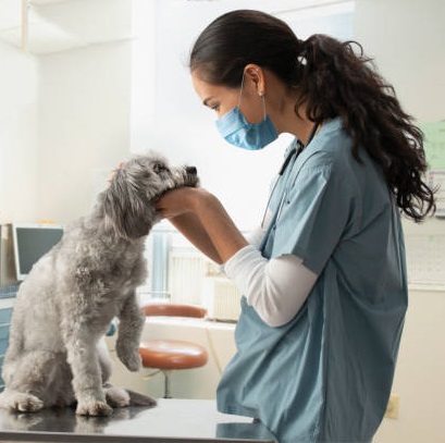 Clinica veterinaria santiago chile